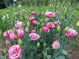 ফুল বাগানের নতুন রাণী 'নন্দিনী’