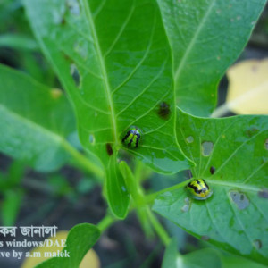 কলমিশাকের টরটয়স বিটল পোকা