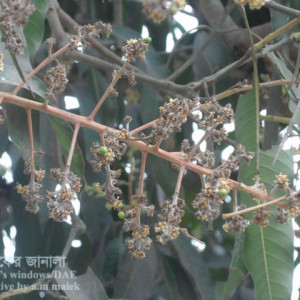 আমের পাউডারি মিলডিউ রোগ