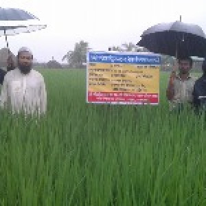 চাষী পযার্য়ে উন্নত মানের ধান, গম ও পাট বীজ উৎপাদন, সংরক্ষণ ও বিতরণ (২য় পর্যায়) প্রকল্প