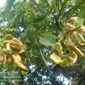 লিচুর মাইট বা মাকড়