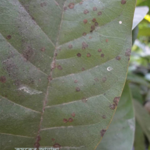 আাতা ফলের মরিচা রোগ